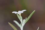 Pasture heliotrope